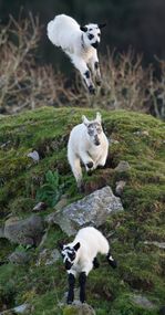 NE 24 177 - Leaping lambs