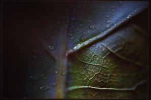 macrophotography | close up on fresh leaf | picture library for carehomes