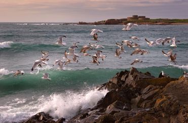 GSY 016 - Waves on the wing, Vazon Bay, Guersney - seaside - seagulls 