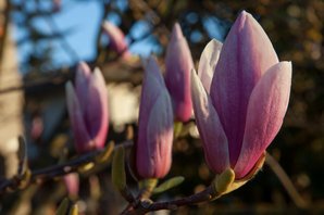 magnolias - macrophotography - manufacture of custom made picture frame and installation of framed fine art - onine photo library