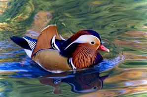 the cuttest duck | close up on a duck | picture framing Bristol | online photo gallery