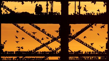 NE 23 136 - Starlings at Sunset