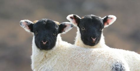 NE 23 141 - Twin lambs