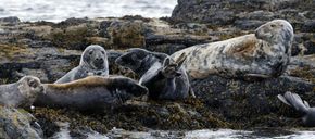 NE 24 173  - Grey seals resting