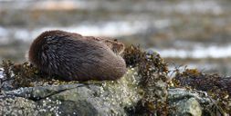 NE 24 195 - Sleeping otter