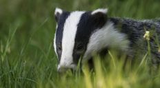 NE 24 198 - Spring badger