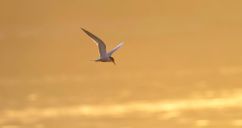 NE 24 200 - Tern at sunset