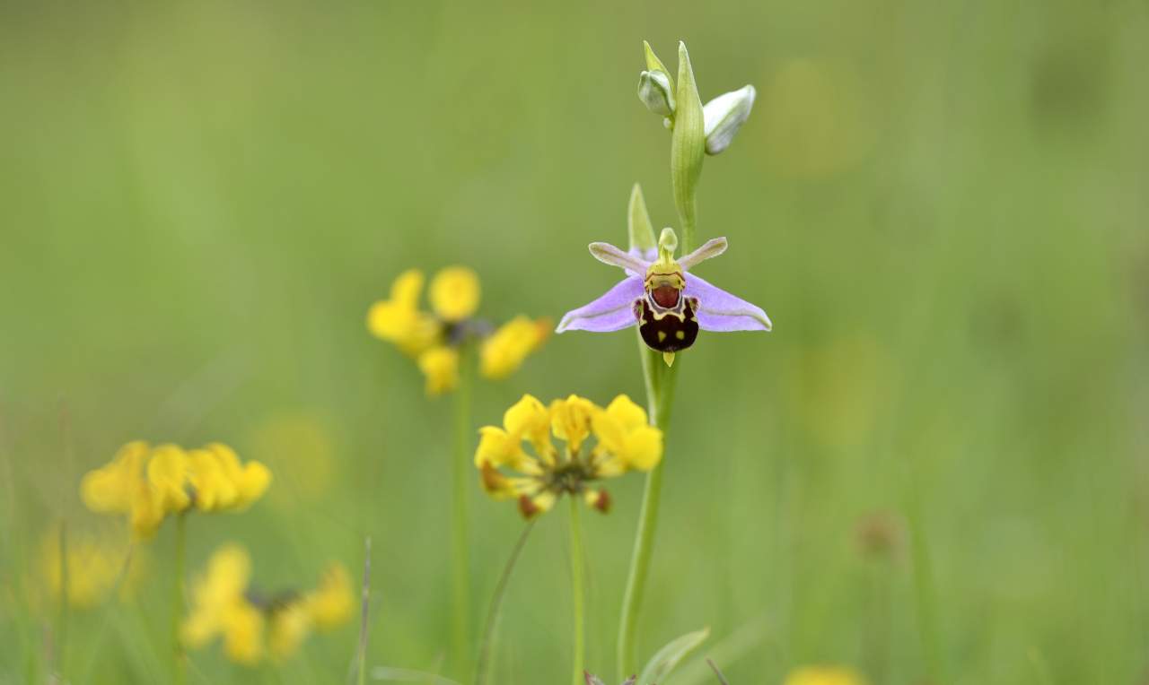NE 24 206 - Bee Orchid